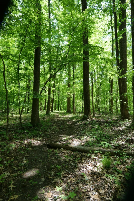 an area that looks green is surrounded by many trees