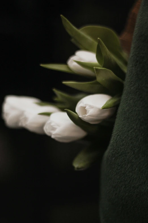 a closeup of white flowers with water droplets