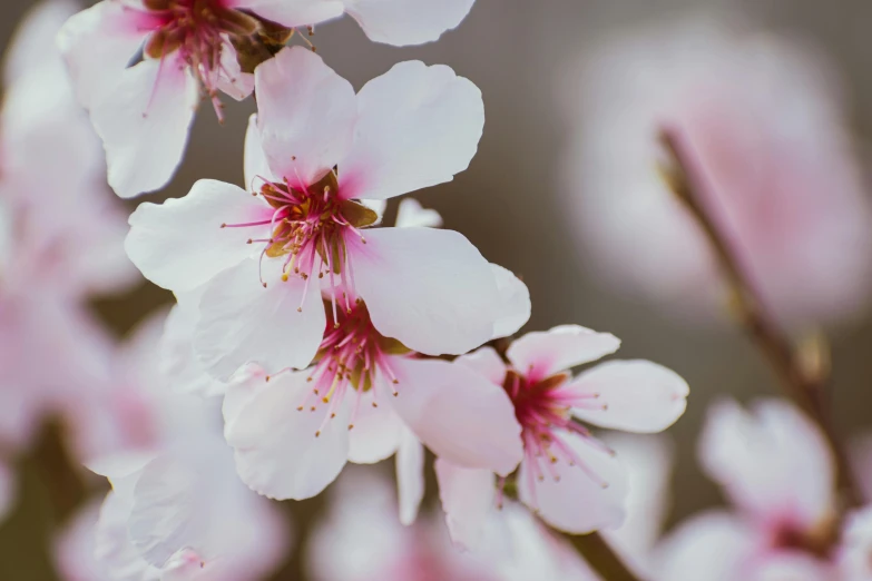 the flowers are blooming and pink in color