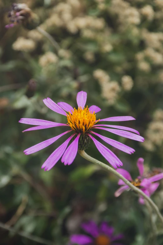 purple flowers with orange center are near other flowers