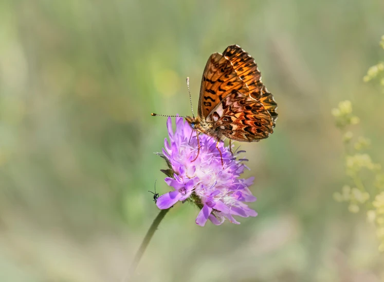 two brown erfly on a pink flower near a green field