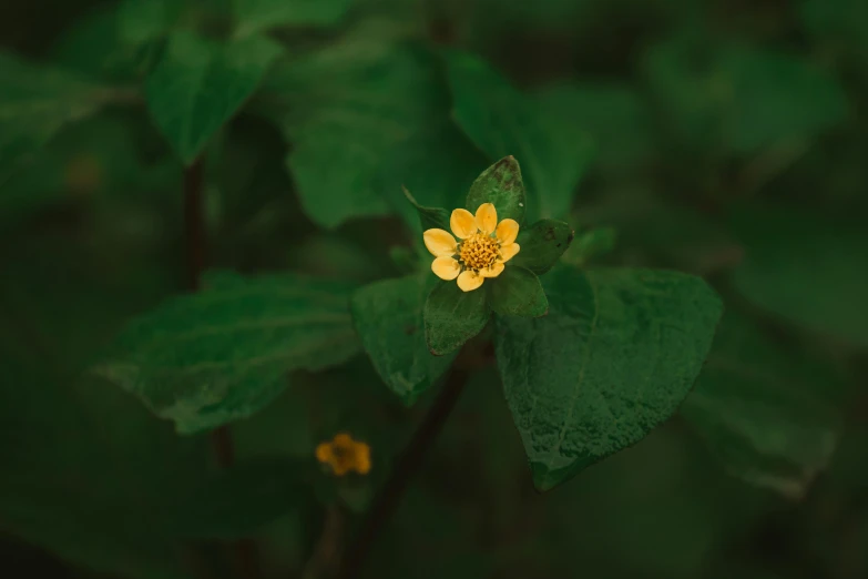 a small yellow flower that is on some leaves