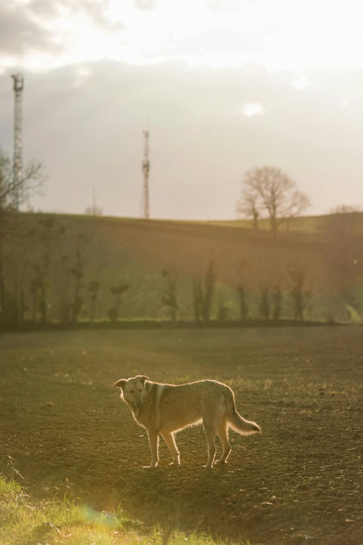 a dog walking through a field at sundown