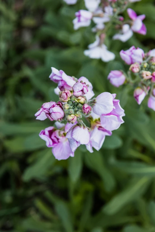 pink flowers are growing outside in the sun