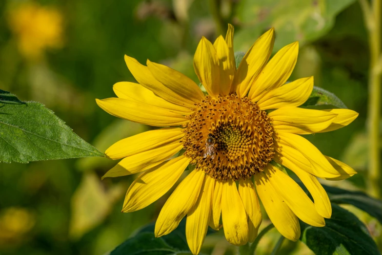 a bee sitting on a yellow sunflower in a field