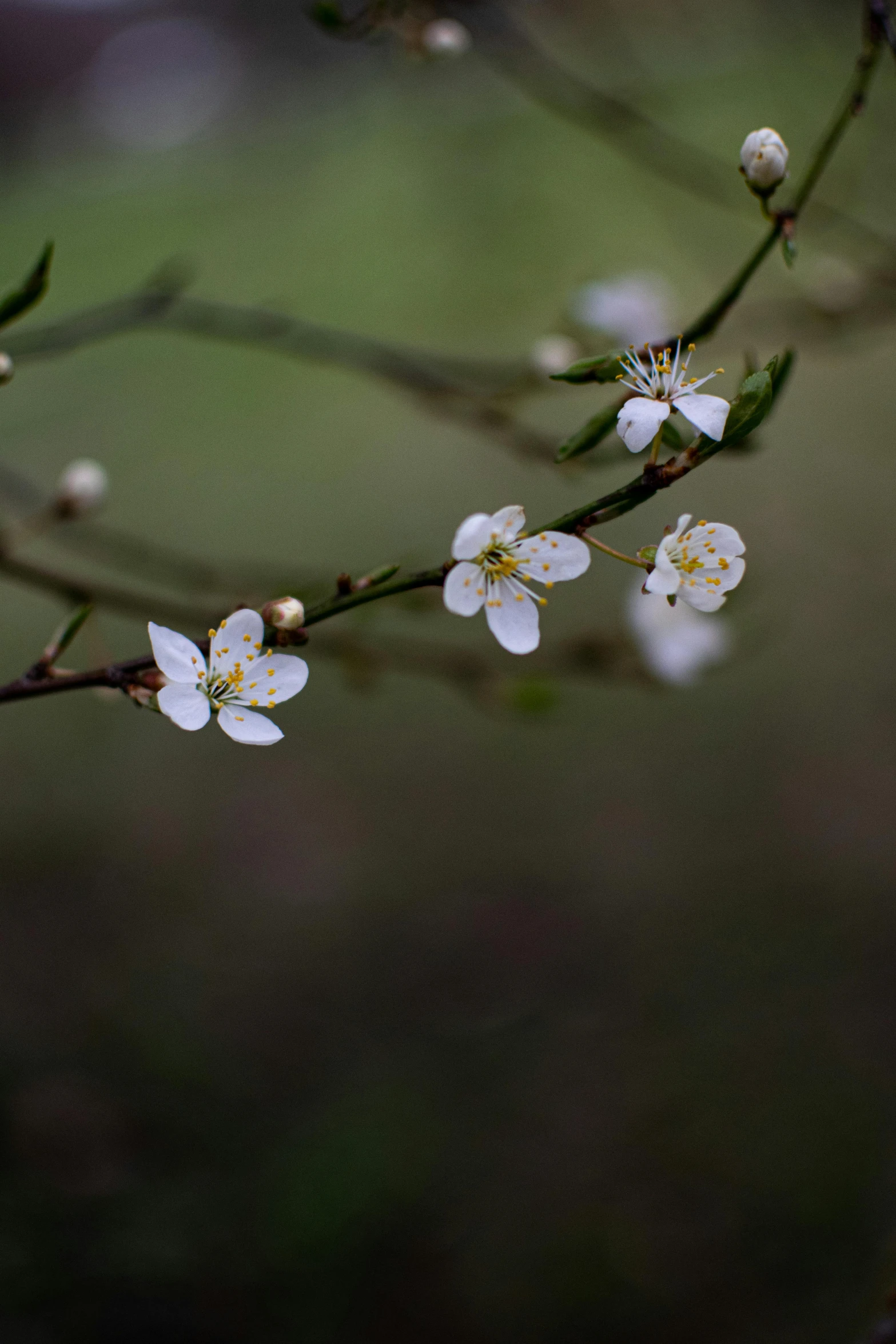 white blossoms blooming from nches with green leaves