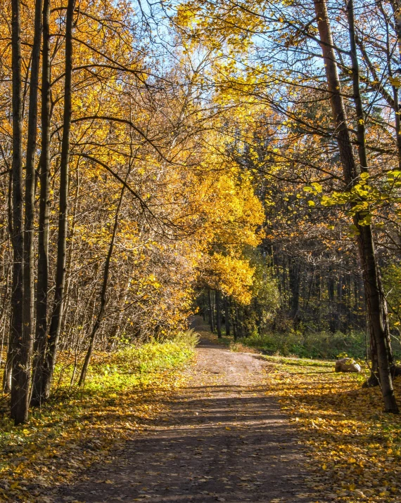 a path in an autumn forest near the ground