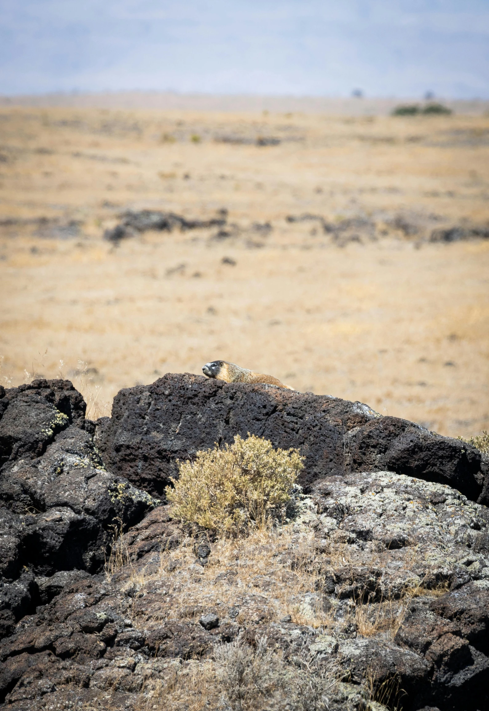 a bird that is standing on some rocks