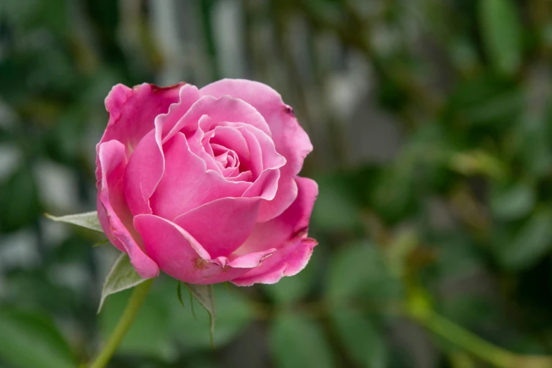 a pink rose is blooming outside in a garden