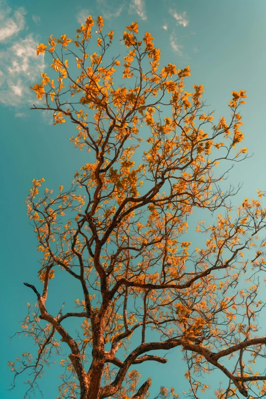 the top of the tree with yellow leaves in winter