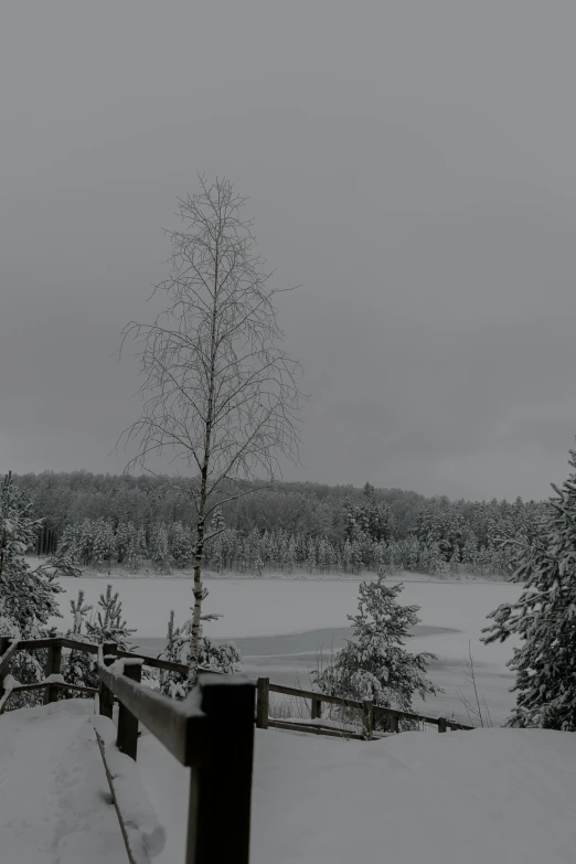 a snowy landscape with a single tree and fence