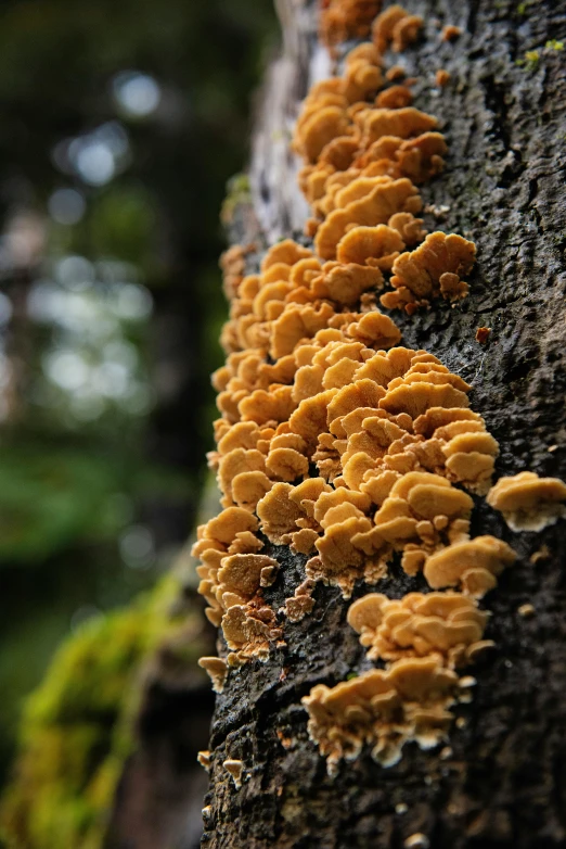 an interesting orange fungus grows on a tree