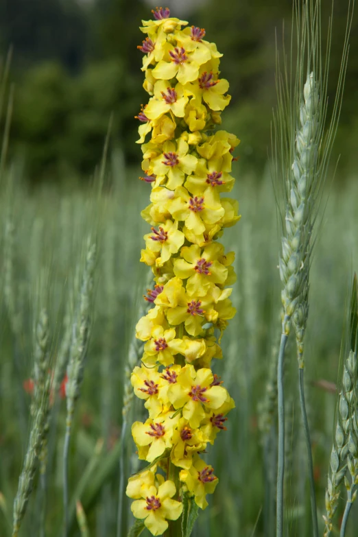 yellow flowers growing in grass with tall green plants