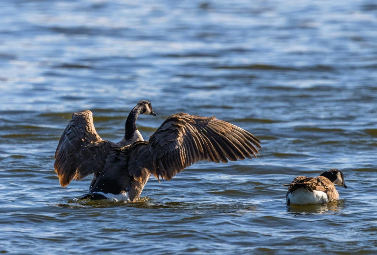 a seagull on the back of an adult duck with wings extended out, as another bird swims in the water