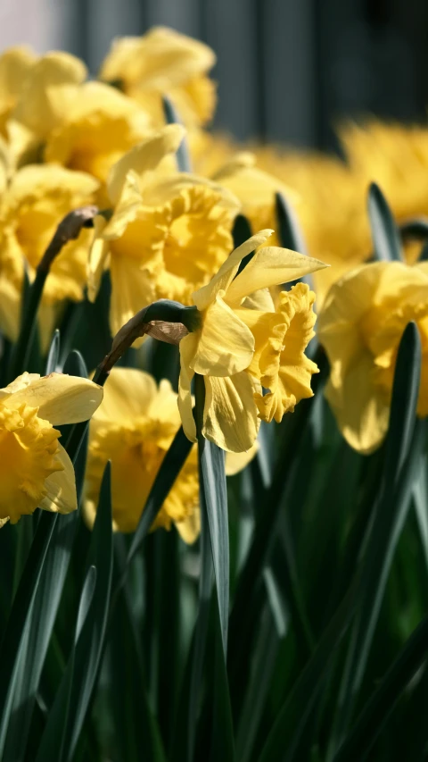 some very pretty yellow flowers in a field