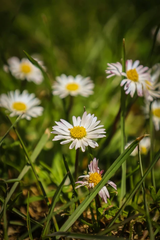 small white flowers with yellow centers in the grass