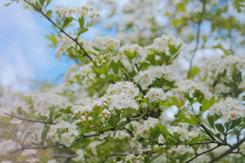 some white flowers that are growing on some nches