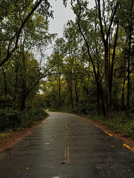 a deserted road leading through the trees towards a forest