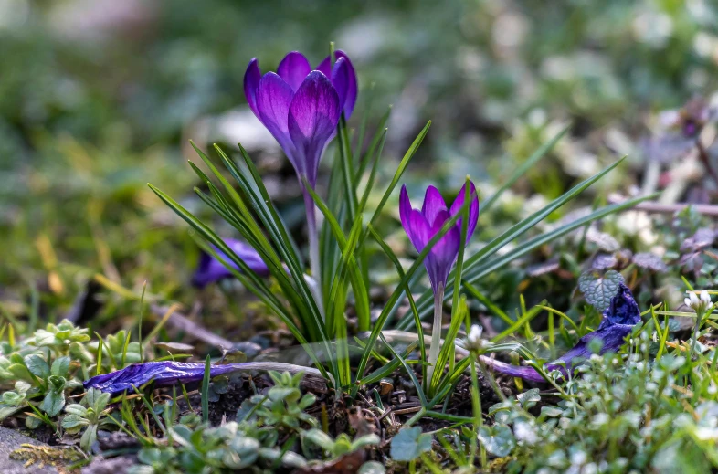 a group of small purple crocca flowers in a field