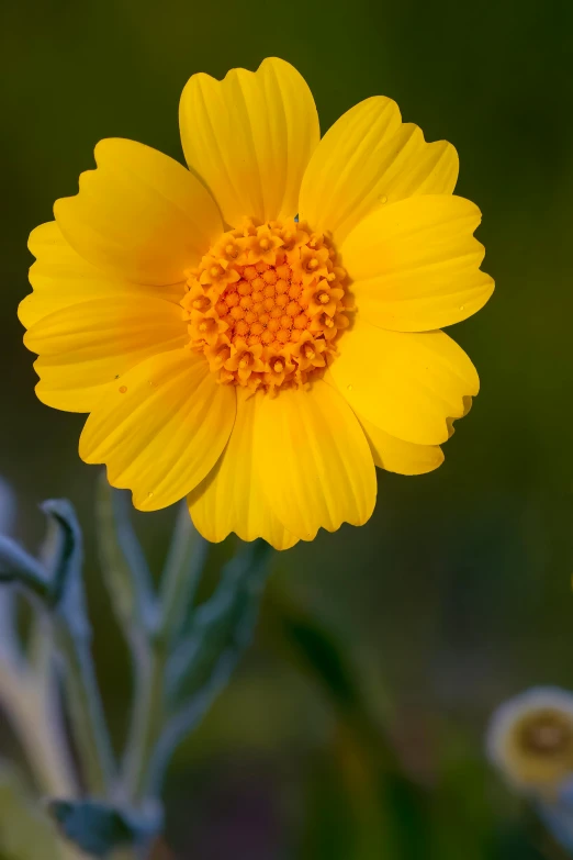 a bright yellow flower is shown with many petals