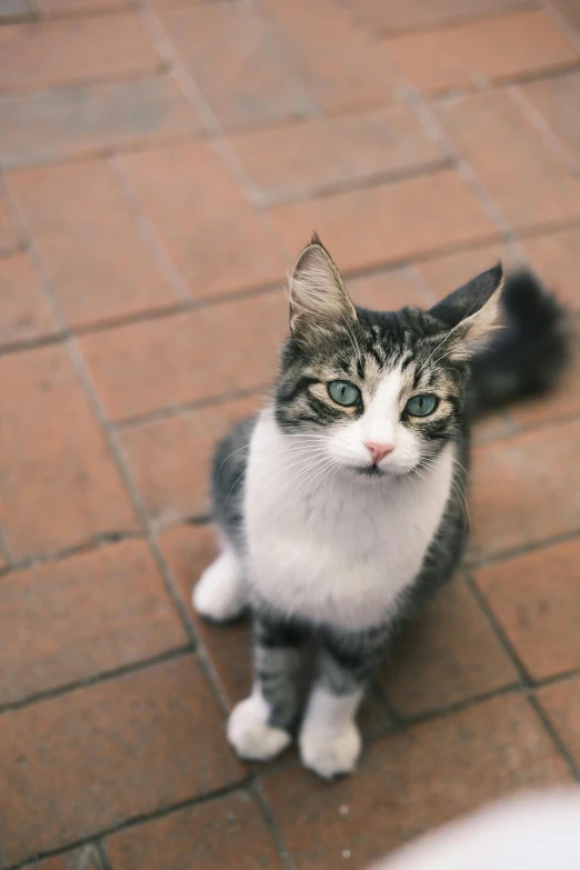 a grey and white cat sits on a brick ground