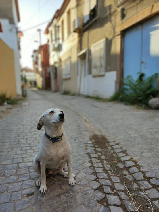 there is a dog sitting on the sidewalk