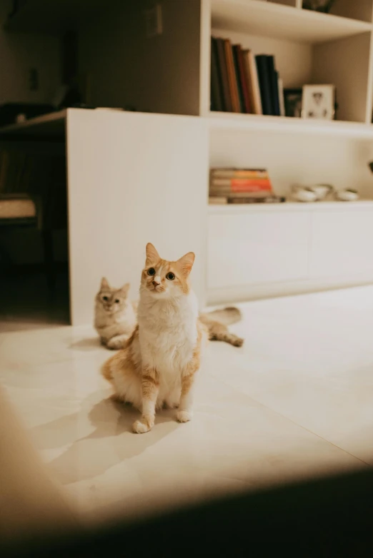 two cats sitting on the floor in the living room