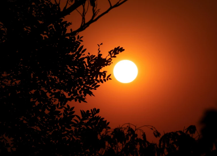 the sun in the background with some trees on a cloudy day