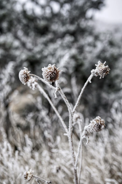 an image of a flower in the grass