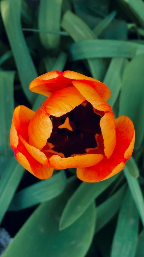 the bottom of an orange flower with large green leaves around it