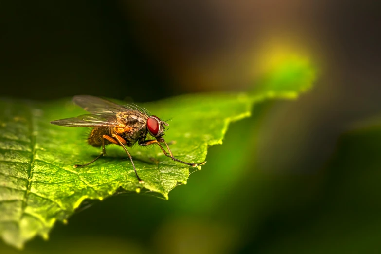 a small fly sitting on a green leaf