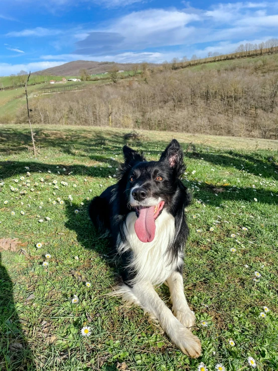 a dog laying down on the ground in a field