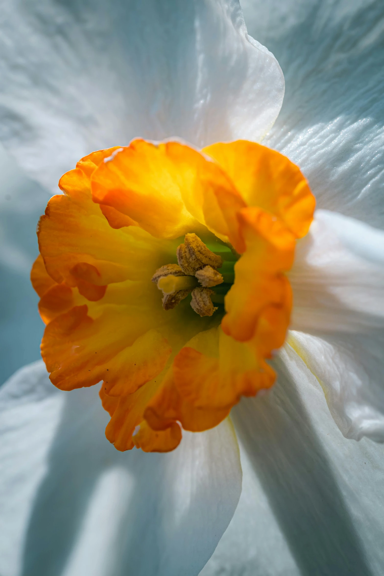 an orange and white flower with a blue background