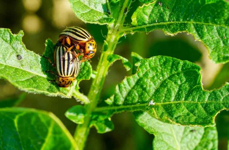 a striped insect crawling on a green plant