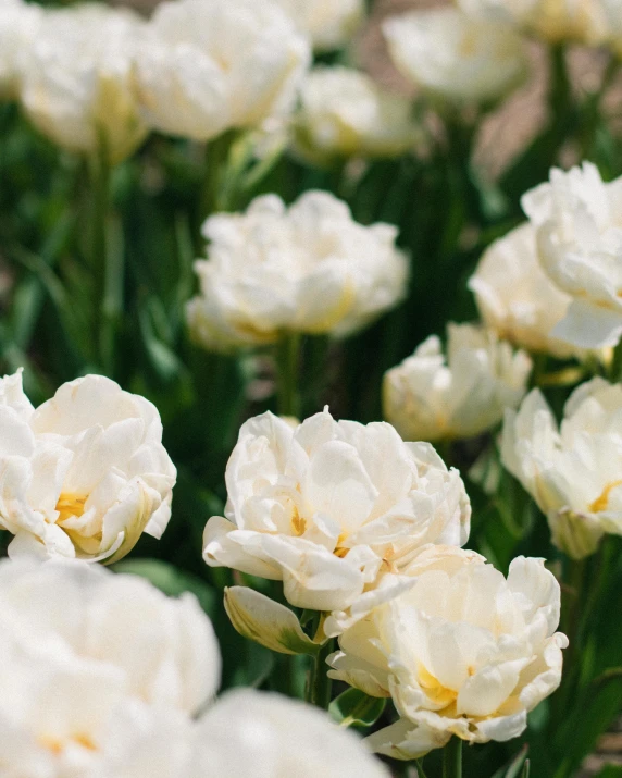 the white flowers are all different colors