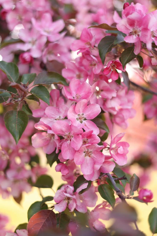 a pink flowery plant is blooming next to a yellow wall