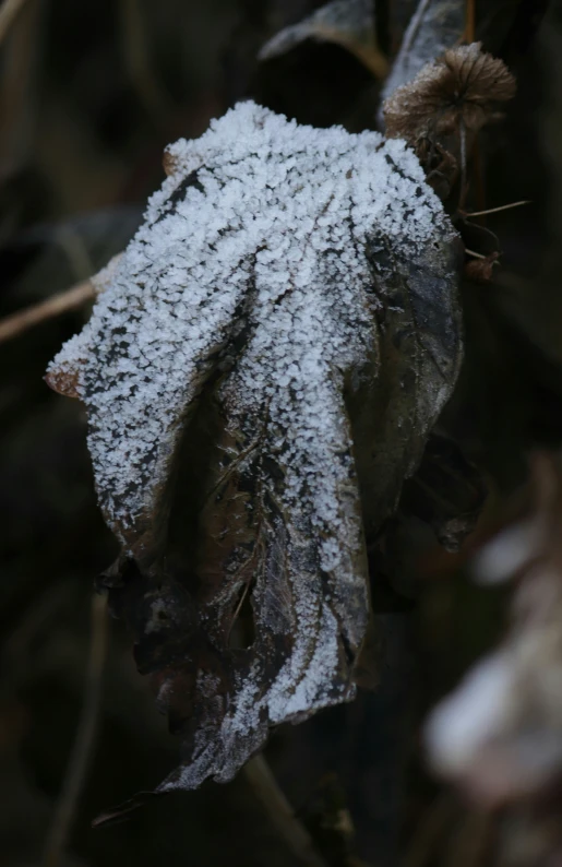 this is a frost covered leaf and a sprinkle