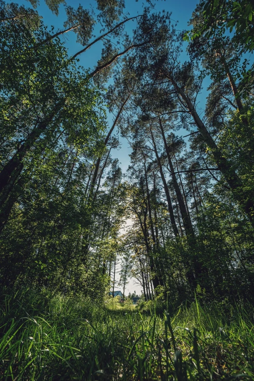 a view of an outdoor tree area through some trees