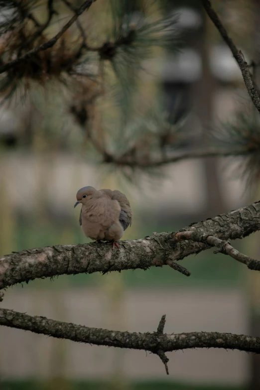 a bird perched on a tree nch in a park