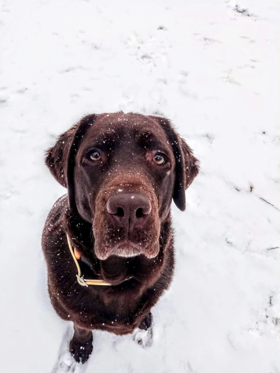 the black dog is standing in the snow