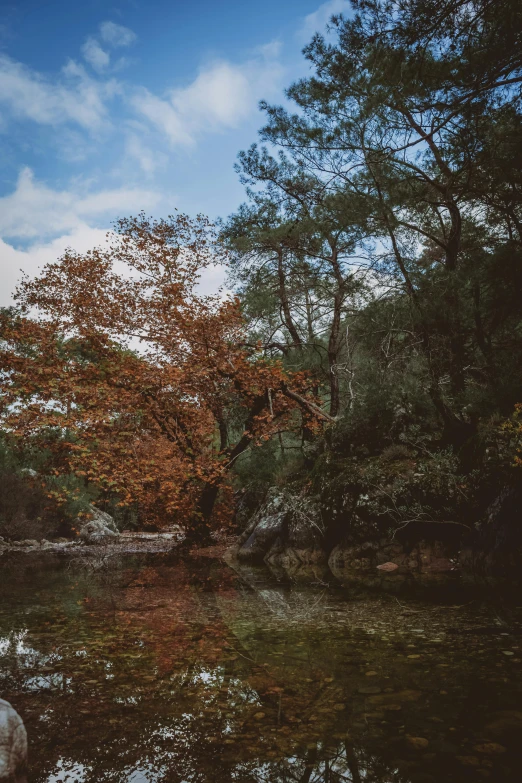 a lone tree and some water surrounded by trees