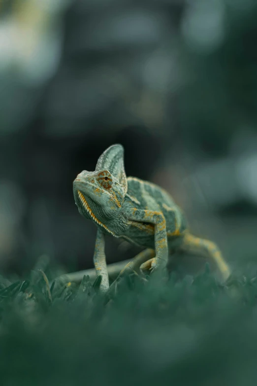 a close up of a small lizard on some grass