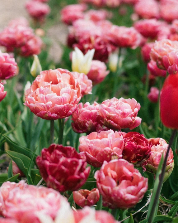 some pink and red flowers growing together in the grass