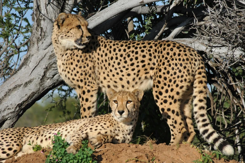 two cheetah on a rocky hill in the wilderness