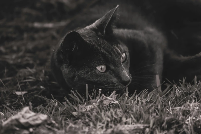 a black cat laying down on the ground