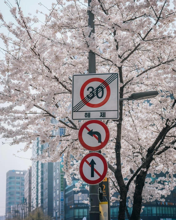 a sign sitting under a flowering tree with tall buildings in the background