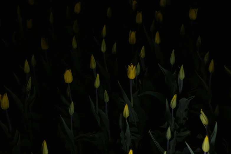 yellow flowers on black background in large bouquet