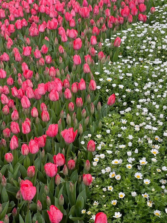 a field of various flowers sitting in the middle of it