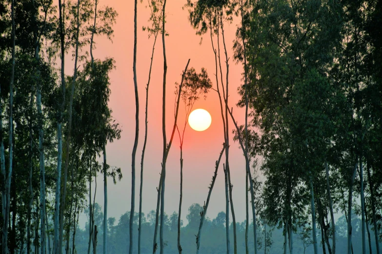 a sunset seen through the dense trees in the forest