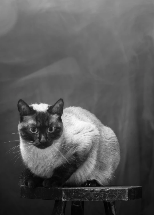 a black and white cat sitting on top of a stool